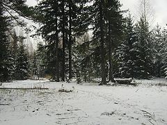 photo "The first snow"