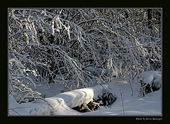 photo "Winter forest-1"