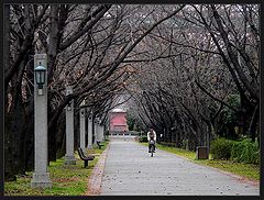 photo "park etude"