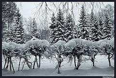 photo "Snow"