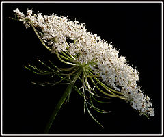 фото "A Ray Of Sunshine"