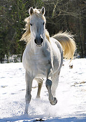 photo "Snow King"