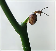 photo "Y"