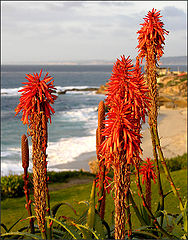 photo "Aloe"