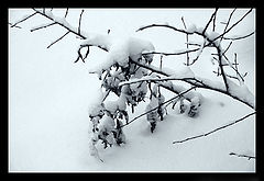 photo "Snow2"