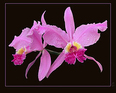 photo "Aristocracy-3"