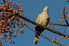 фото "the bird"