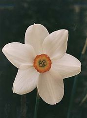 photo "Narcissisi"