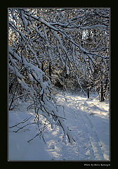 photo "Winter forest-2"