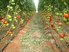 фото "Alon`s greenhouse"
