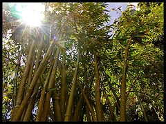photo "Bamboo"