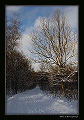 photo "Winter forest-3"