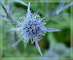 photo "Neon star"