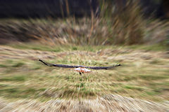 photo "Flight"