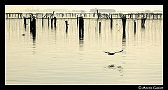 photo "Laguna view"