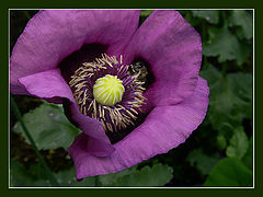 photo "orbit"