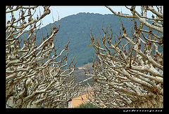 фото "treemunt"