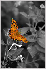 фото "B"