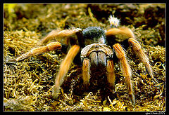 photo ""Spider...""