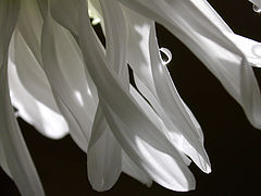 photo "On petals of a chrysanthemum..."
