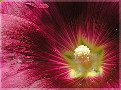 photo "Star"