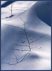 photo "Shadows on the snow (7)"