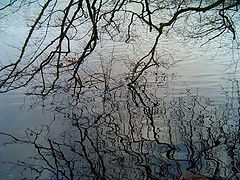 фото "Reflexted."