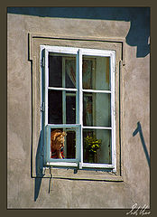 photo "Curiosity"