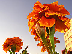 photo "Summer remembrance"