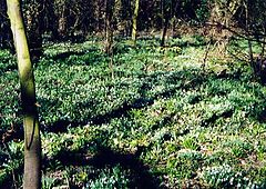 photo "Snowdrops"