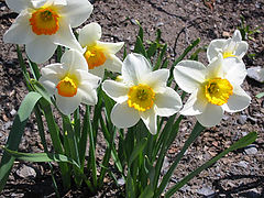 photo "May flowers"