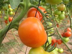 фото "Tomatoes"