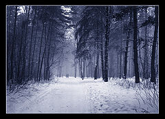 фото "лесная прогулка"