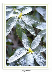 photo "Dusty Rhoads"