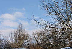 photo "Apple"