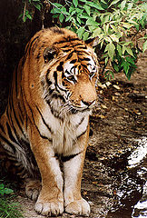 фото "siberian (3)"