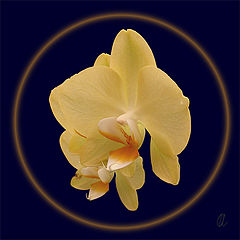 photo "Aristocracy 4"