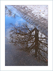 photo "Spring in the middle of January :)"