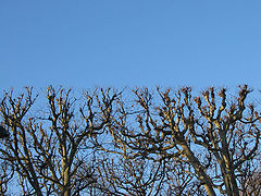 photo "Trees"
