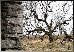 photo "Rock & Willow"
