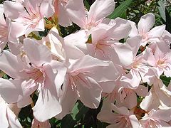 фото "Flowers"