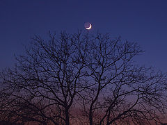 фото "young moon"