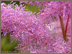 photo "Untitled photo"
