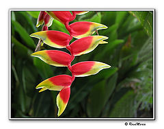 photo "Tropical Flower"