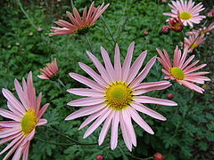 фото "Shasta Daisies"