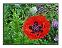 photo "Poppy Ruffles"