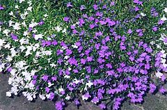 photo "Springtime flowers"