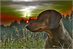 photo "sunset dog"