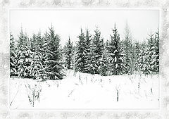 photo "Winter graphics"