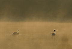 photo "foggy lake"